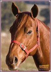 Et celui de Lisa dans la saison 2 ?