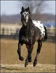 Devinette : j'ai souvent plein de petites taches sur ma croupe et on me considre souvent comme un double-poney(entre le poney et le cheval). Qui suis-je ?