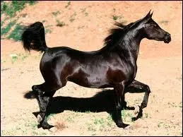 Quelle est cette race sur la photo ?