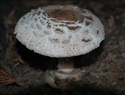 Quel est ce champignon ?