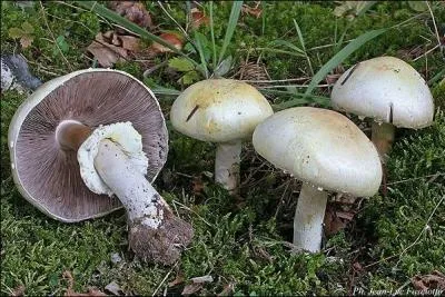 Quel est ce champignon ?