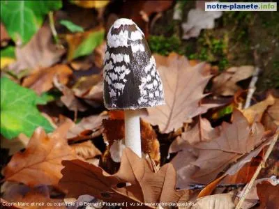 Quel est ce champignon ?