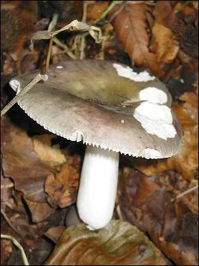 Quel est ce champignon ?