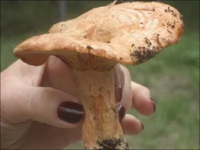 Quel est ce champignon ?