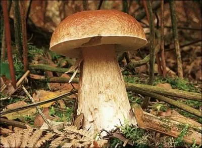 Quel est ce champignon ?