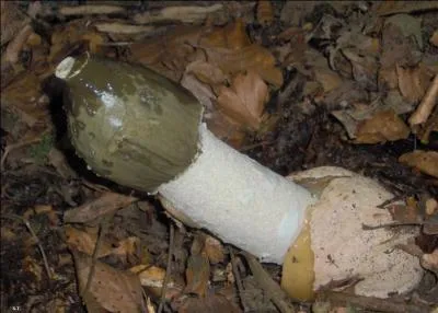 Quel est ce champignon ?