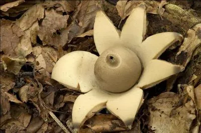 Quel est ce champignon ?