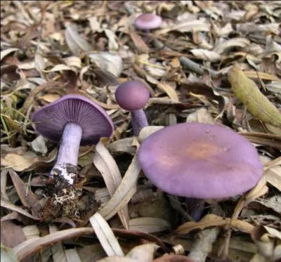 Quel est ce champignon ?