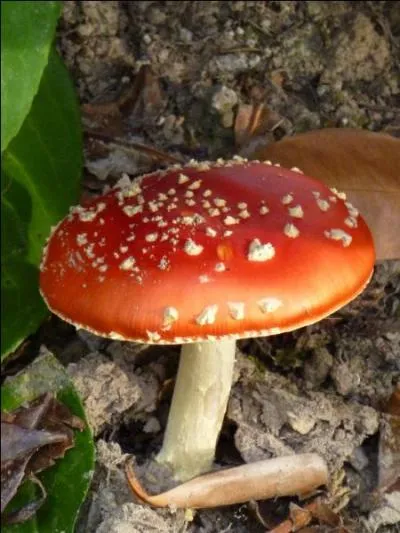 Quel est ce champignon ?