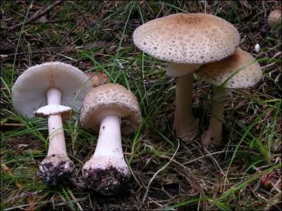 Quel est ce champignon ?