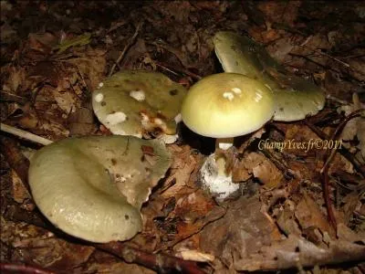 Quel est ce champignon ?