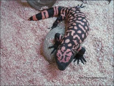 Qu'est-ce qui me rend presque unique ?