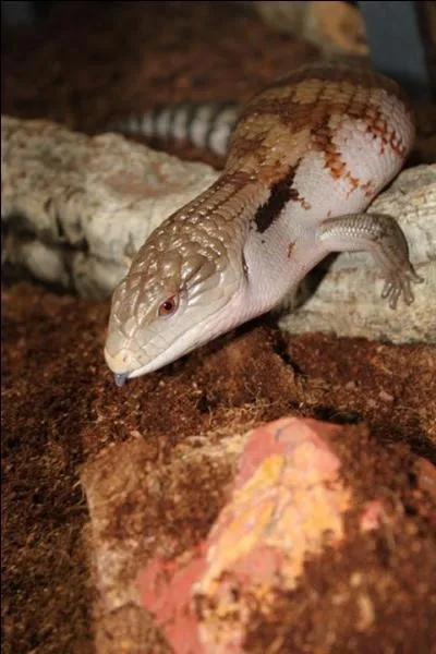 Quelle est ma spcialit alimentaire ?