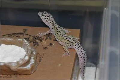 A quelle famille est-ce que j'appartiens ?