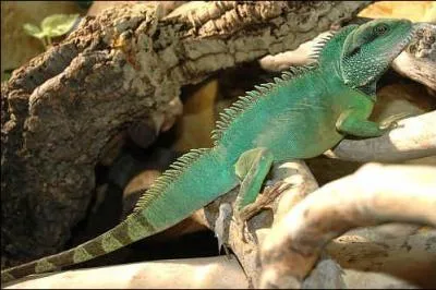 D'o est-ce que je viens ?