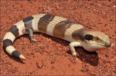 Quel est mon mode de reproduction ?