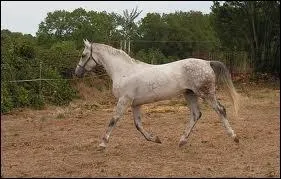  quelle allure est ce cheval ?