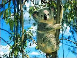J'observe l'image et je vois un koala sur l'arbre !