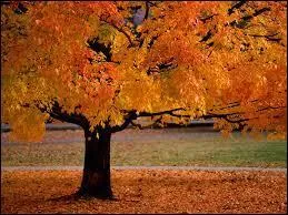 J'observe l'image et je vois un arbre reprsentant l'automne !