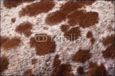 Quel est ce pelage ?