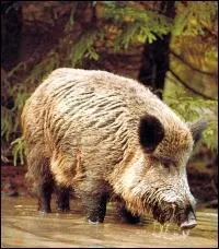 Quel est cet animal ?