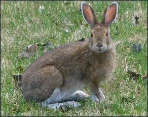 Quel est cet animal ?