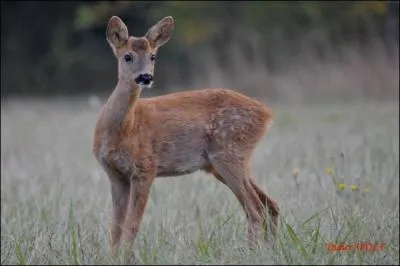 Quel est cet animal ?