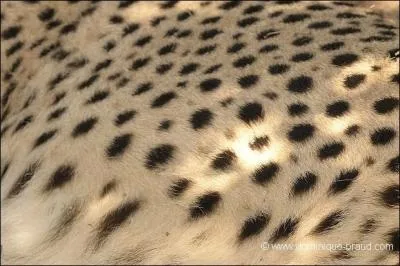 Quel est ce pelage ?