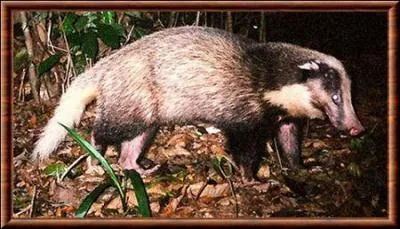 Quel est le plus grand des balisaurs ?