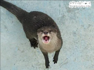Quelle est cette loutre qui peut peser 21 kg ?