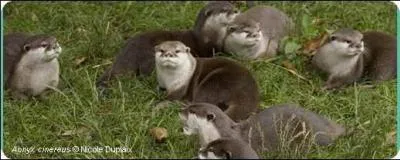 Quelle est cette loutre qui met au monde des portes de 2  3 petits ?