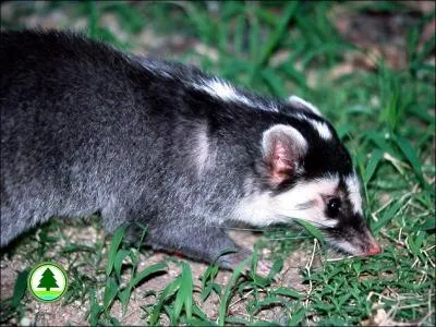 Quel est ce blaireau-furet qui peut vivre jusque 10, 5 ans en captivit ?