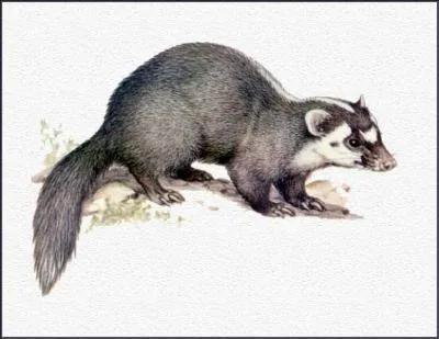Quel est ce blaireau-furet qui peut mesurer jusque 45 cm ?