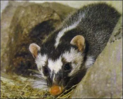 Quel est ce blaireau-furet que l'on trouve sur une le indonsienne ?