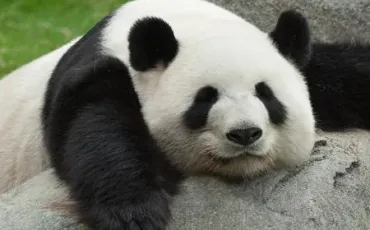 Quiz Panda