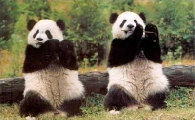 Combien les Chinois ont-ils cr de rserves ?