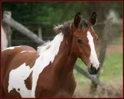 Quelle est cette robe ?