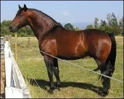 Quelle est cette robe ?