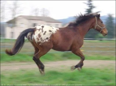 Quelle est cette robe ?