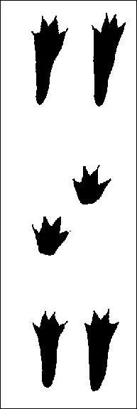 A qui appartient cette empreinte ?