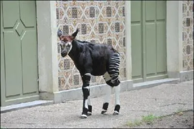 Quel est cet animal ?