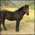 Quelle est la race de ce poney ?
