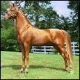 Quelle est la race de ce cheval ?