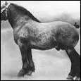 Quelle est la race de ce cheval de trait ?