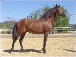 Quelle est la race de ce cheval ?