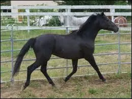 Quelle est la race de ce cheval ?