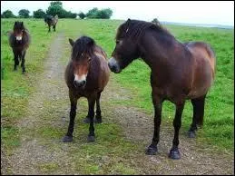 Comment ce nomme la race de ces poneys ?