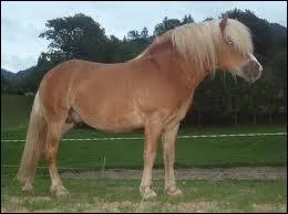 Quelle est la race de ce poney ?