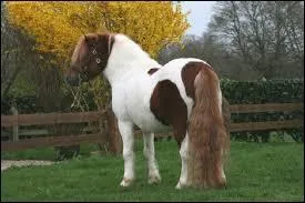 Comment ce nomme la race de ce petit poney ?