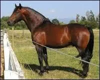 Comment ce nomme ce cheval ?